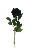 Ramo Rosa Ecuador Nero h 65 cm Ø 9 cm