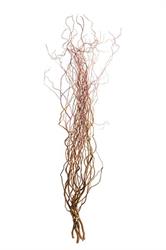 Salix
