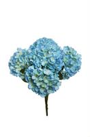 Bush Ortensia Juliet x5 Blu Light h 50 cm