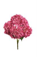 Bush Ortensia Juliet x5 Fucsia h 50 cm
