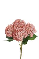 Bush Ortensia Juliet x5 Mauve h 50 cm