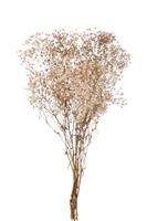 Gipsofila Preservata Crema/Bianco h 65 cm