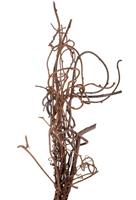 Ramo Kiwi Naturale h 1 mt Cf 10 Pz