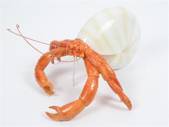 Aragosta Con Conchiglia T l 28x28x14 cm