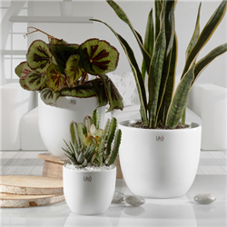 Caspo' Ceramica Shine