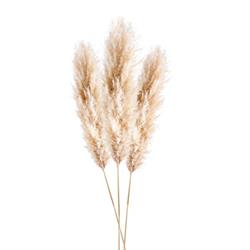 Ramo Pampas Naturale h 140/150 cm