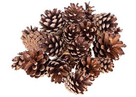 Pigna Naturale Piccola Cf 500 Gr h 4 cm  3/4 cm