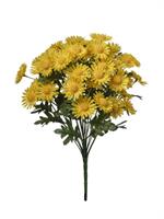 Bush Margherite x18 Giallo h 43 cm