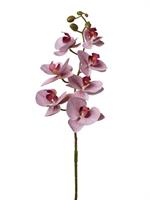 Ramo Phalenopsis Real Touch Lavanda h 74 cm