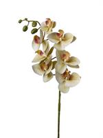 Ramo Phalenopsis Real Touch Verde h 74 cm