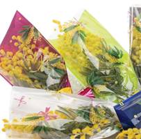 Coni Mimosa ST Chanelle 35MY 100PZ F/