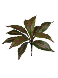 Bush Dracena x11