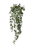 Edera Cadente 244F Variegato h 1 mt