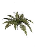 Bush Felce x15 Verde h 70 cm