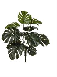 Bush Monstera x12