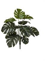Bush Monstera x12 Verde h 60 cm