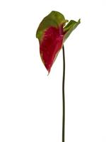 Ramo Anthurium