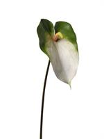 Ramo Anthurium Bianco h 68 cm Ø 18 cm