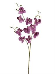Ramo Phalenopsis x3