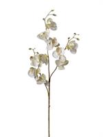 Ramo Phalenopsis x3 Crema h 83 cm