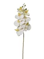 Ramo Orchidea x7