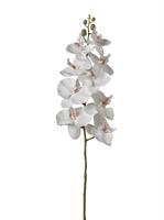 Ramo Orchidea x9