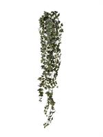 Bush Edera Cadente C/423F