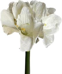 Amarillis Crema h 80 cm 3F